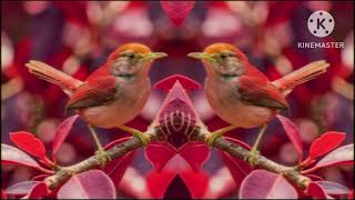 bird in g major 19 not premium