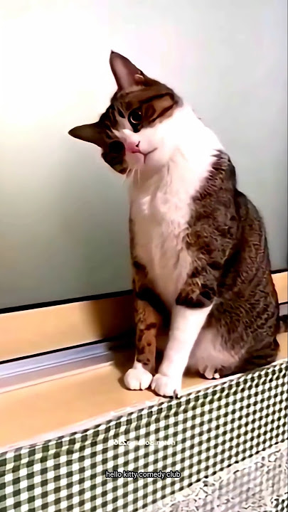 Ye kya kiya kitty 🤣😅 #funny #cat #trending