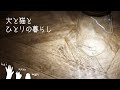 月10万の生活費内訳 / 一人と二匹の暮らし / 過去の家計簿