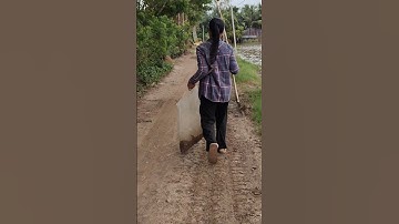 chị gái nhấp ếch mùa nước quá dễ dàng bắt ếch