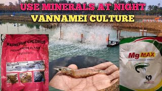 Application of mineral for best moulting Vannamei Shrimp#aquaculture #shrimp #fishery #vannamei screenshot 5