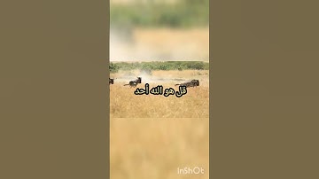 سورة الإخلاص صوت جميل جداً