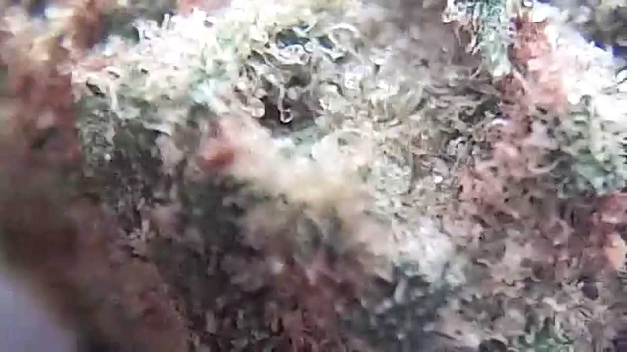 Ep 391 Chocolate Kush ( Chocolope Kush ) Hd weed strain review DNA Genetics Seeds Medical cannabis