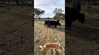2026 WINTER Australian Working Stock Dog Auction - LOT 313 REGAL VIEW SNOW