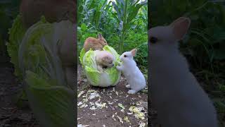 Pet Vs Rabbits Video #rabbit #shorts #short #youtubeshorts #doglover #dogs