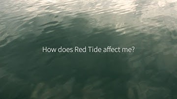 Protecting Florida Together: How does Red Tide affect me?