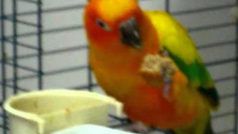 Sweet Sunny