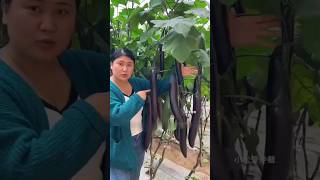 Worlds Largest Eggplant Farming