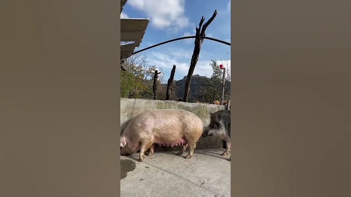 #shorts #pig #wildboar #minipig #piggy #pigs #piglife #minipigs #piglove #cutepig #piglet