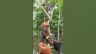 Mancing  burung  dadali dari atas pohon
