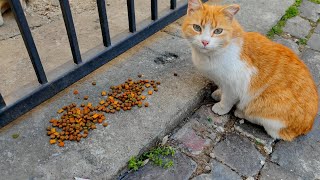 Beautiful Street Cats