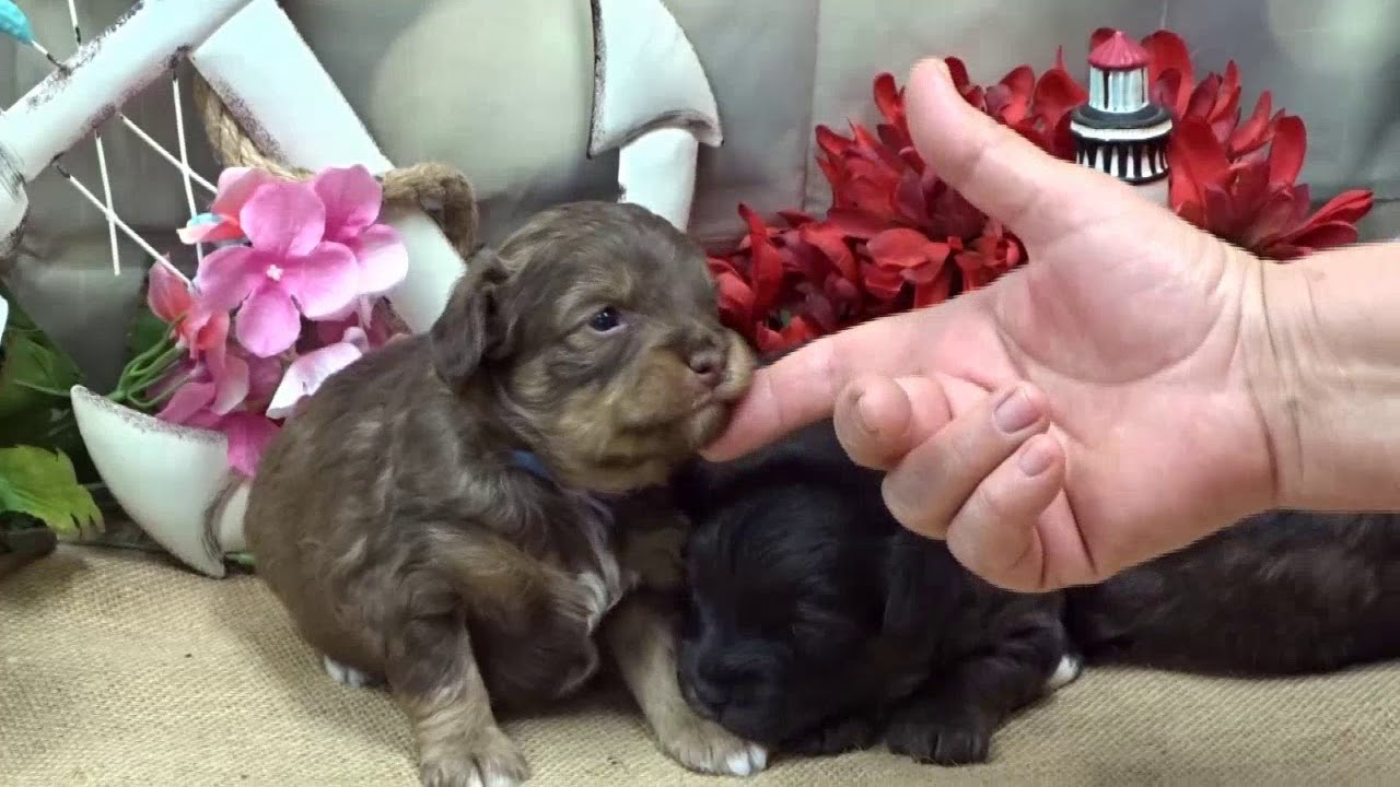 hearthside aussiedoodles