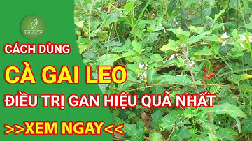 Cách dùng cà gai leo để điều trị bệnh gan hiệu quả nhất