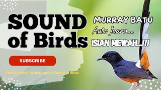 Download Lagu PANCINGAN MURAI BATU MACET BUNYI! Sekali Dengar Langsung Nyaut \u0026 Ikut Gacor MP3