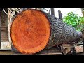 The Longest and Largest Mahogany Log Ever Sawn