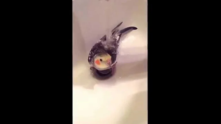 Charlie's Morning Spa