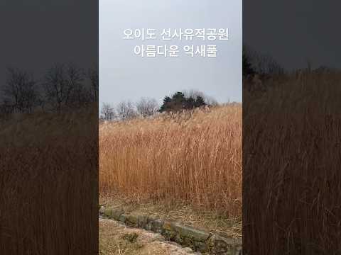 오이도 선사유적공원 아름다운 억새풀 경기도 <strong>시흥시</strong> 유신쇼