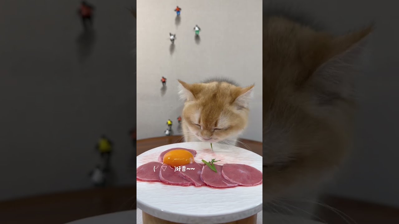 Eat A Piece Of Egg Cat With Food Addiction Raw Meat Feeding Eating Live Broadcast Beg