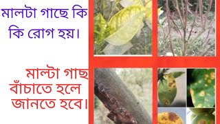 মাল্টা গাছে কি কি রোগ হয়। মাল্টা গাছের বিভিন্ন রোগ। মাল্টা গাছের রোগ সমূহ