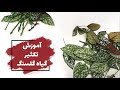 نحوه قلمه زدن و تکثیر گیاه گلسنگ نحوه قلمه زدن و تکثیر گیاه گلسنگ
