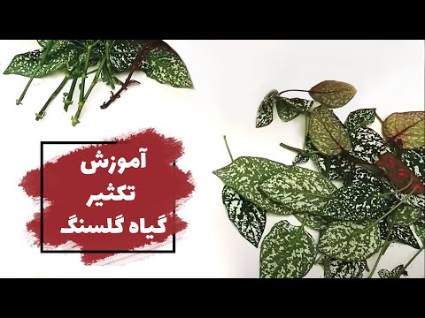 تصویری: گلسنگ چگونه می میرد؟