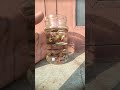 fancy guppies for sale contact for cheap and best price ph 98940 17468