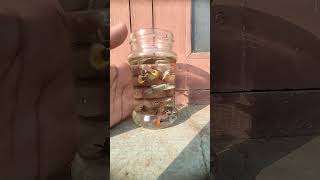 fancy guppies for sale contact for cheap and best price ph 98940 17468