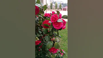 Вечнозелёное растение Камелия.