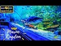 VGP Marine Kingdom | India's first Underwater tunnel aquarium | Must visit place in Chennai