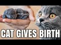 Pregnant Cat Giving Birth To Kittens First Time 💖 All By Herself! ❤️ Cute Newborn Kittens