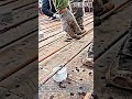 スラブ鉄筋のかぶり厚さを確保するスペーサー設置 #construction #civilengineering #building #concrete #rebar