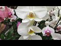 БАУЦЕНТР, г. Пушкино, МО.#орхидеи#фаленопсисы#цветы