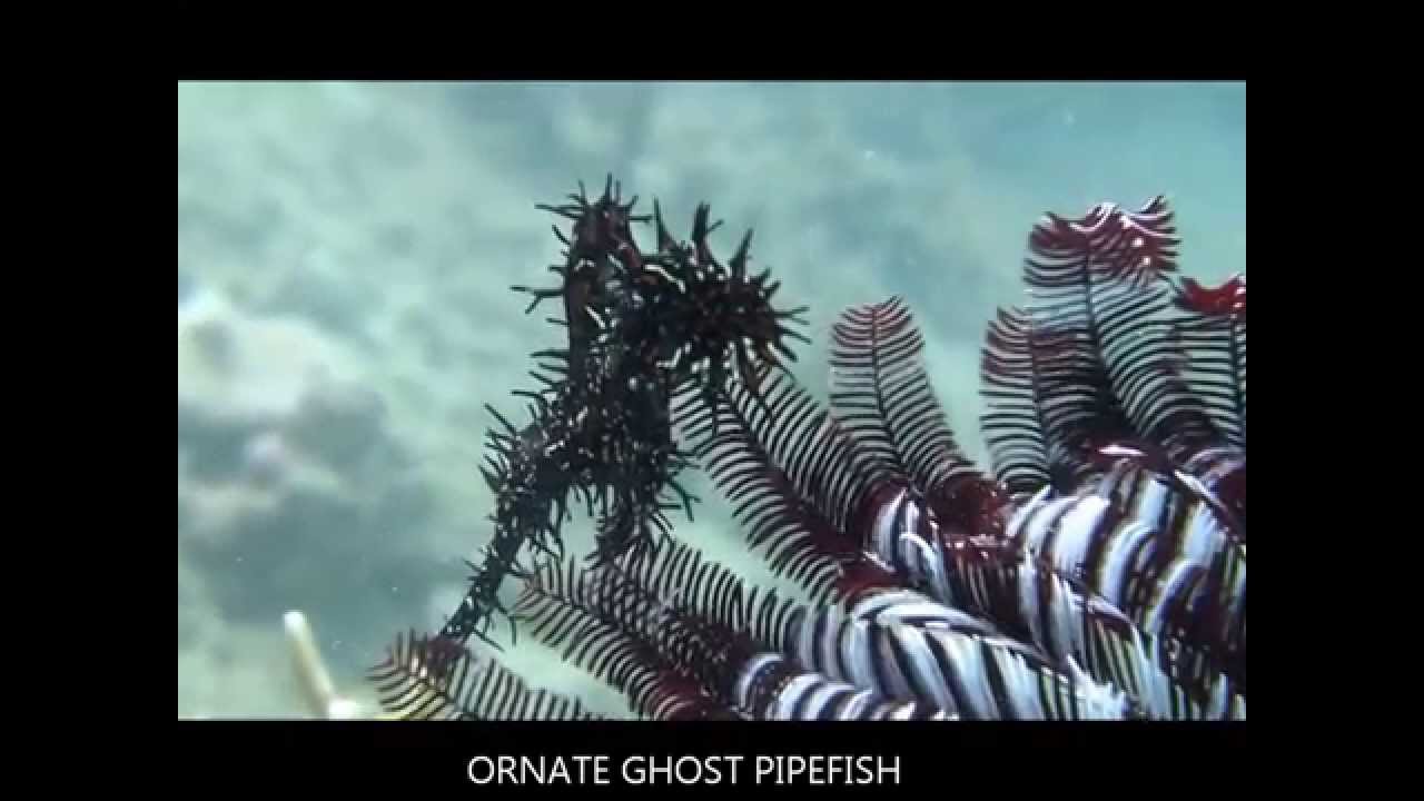 Diving Lombok Dive zone House Reef at Gili Asahan. YouTube