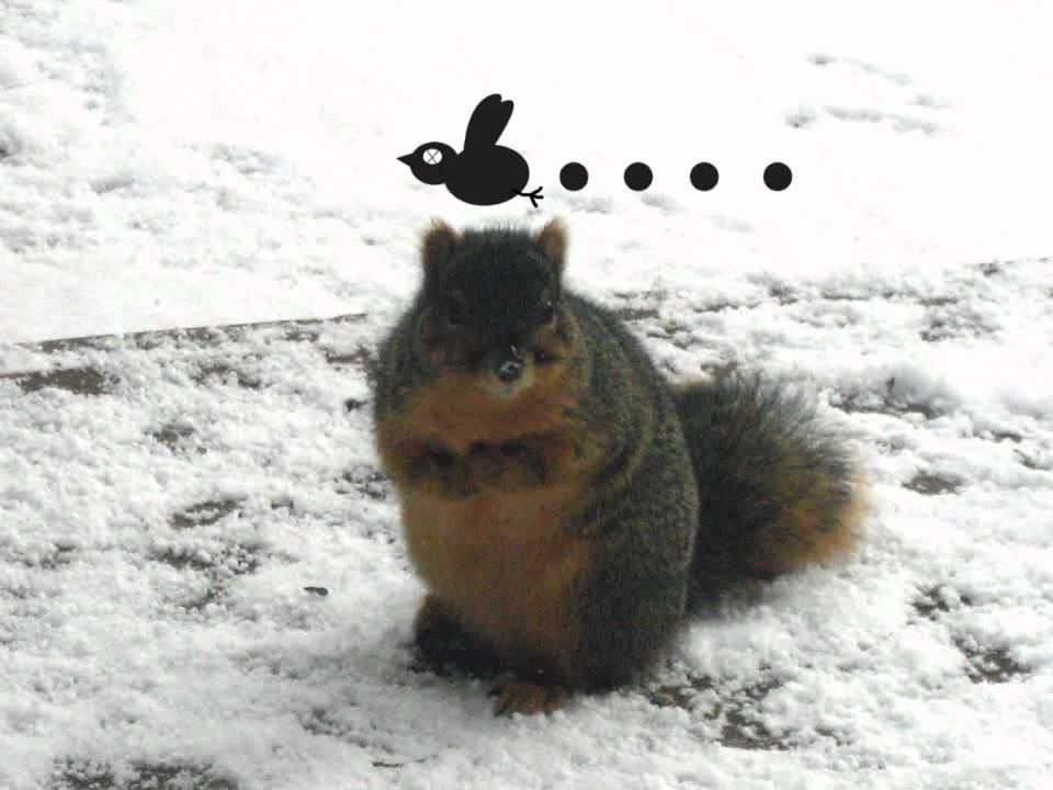 The Squirrel Proof Bird Feeder YouTube