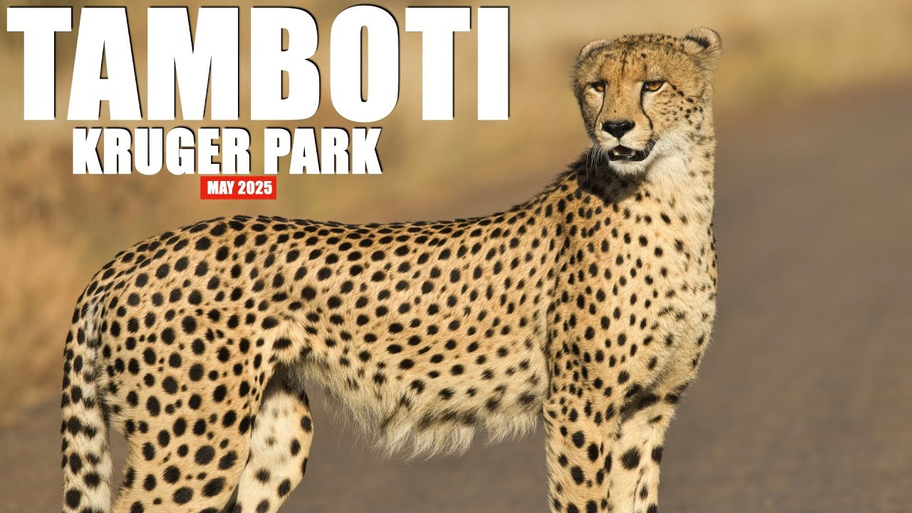 Kruger National Park - Tamboti Satellite Camp #lion #leopard #cheetah