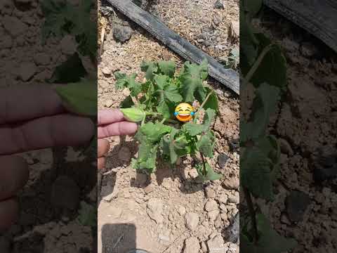 ماني مضايق مبسوط الريس ورايق