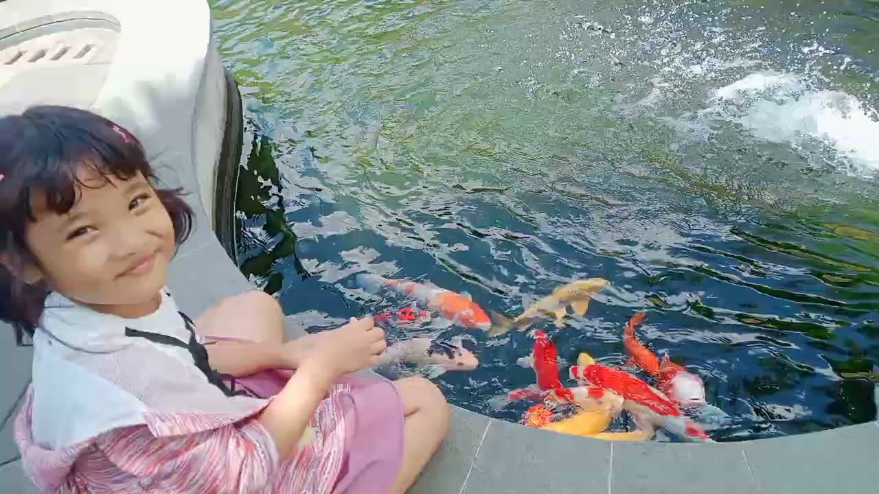 Ikan Koi Ikan Hias Kolam Summaba 