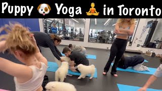 Puppy 🐶 Yoga 🧘‍♂️ class. This is one of the best way to get puppies socialized.