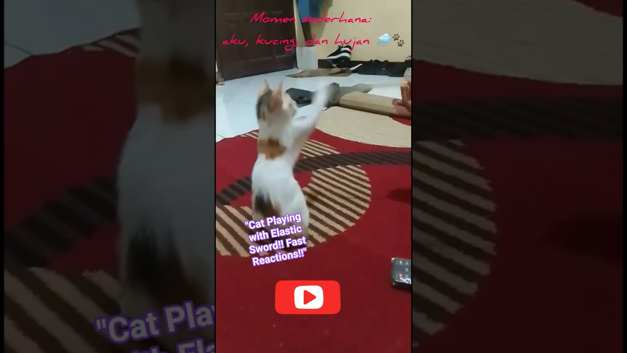 Cat Playing with Elastic Sword!!😸Fast Reactions!! 