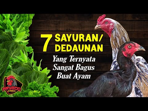 Video: Puding Ayam Dengan Sayur-sayuran Dan Herba