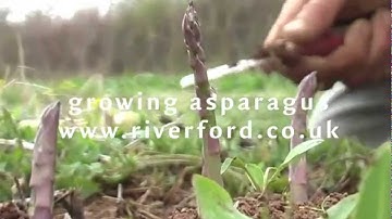 How asparagus grows - a timelapse video