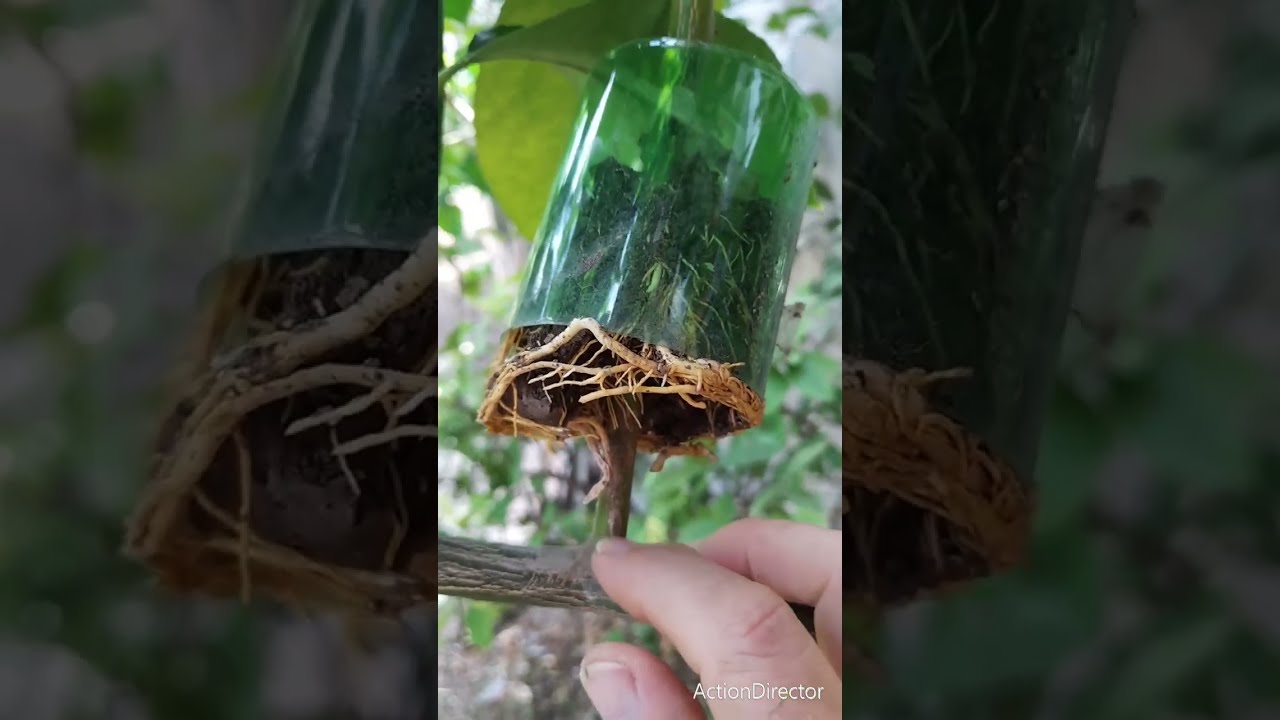 Tingin artırılması.  Agacüstü