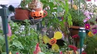 ゆめかわいい♡ソーラー蝶々（７６）Solar Butterflies 76  ハッピー・ハロウィン