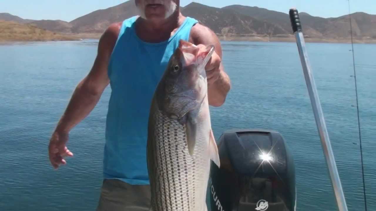 Fishing Diamond Valley Lake Nice Striper on light line The Reel