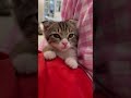 Так что же мне делать??? #barsik #cat #kitten #catdog #cute #funny #funnycats #pets #animals