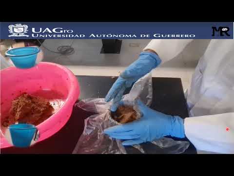 Elaboracion de bloques nutricionales para la suplementación de conejos