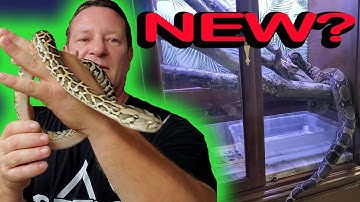 🐍 New Snake Hiding and Wont Eat?