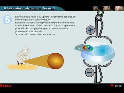 La clonazione con il metodo Dolly