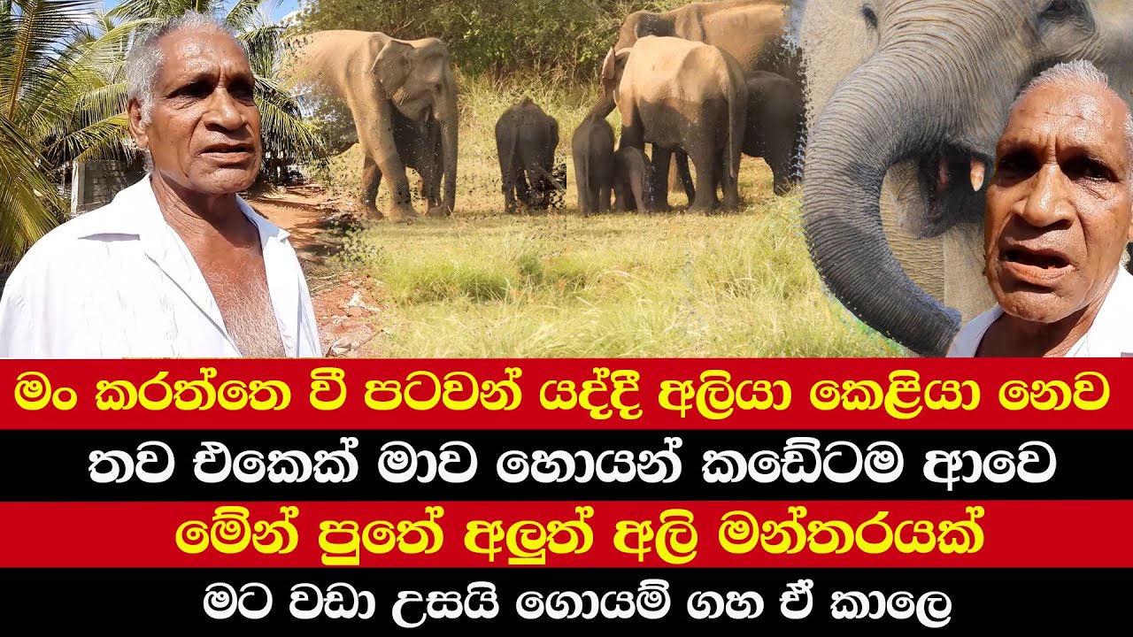 මං කරත්තෙ වී පටවන් යද්දී අලියා කෙළියා නෙව | තව එකෙක් මාව හොයන් කඩේටම ආවෙ | මේන්  අලුත් අලි මන්තරයක්