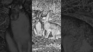 Scrub Hare Ear Check Up